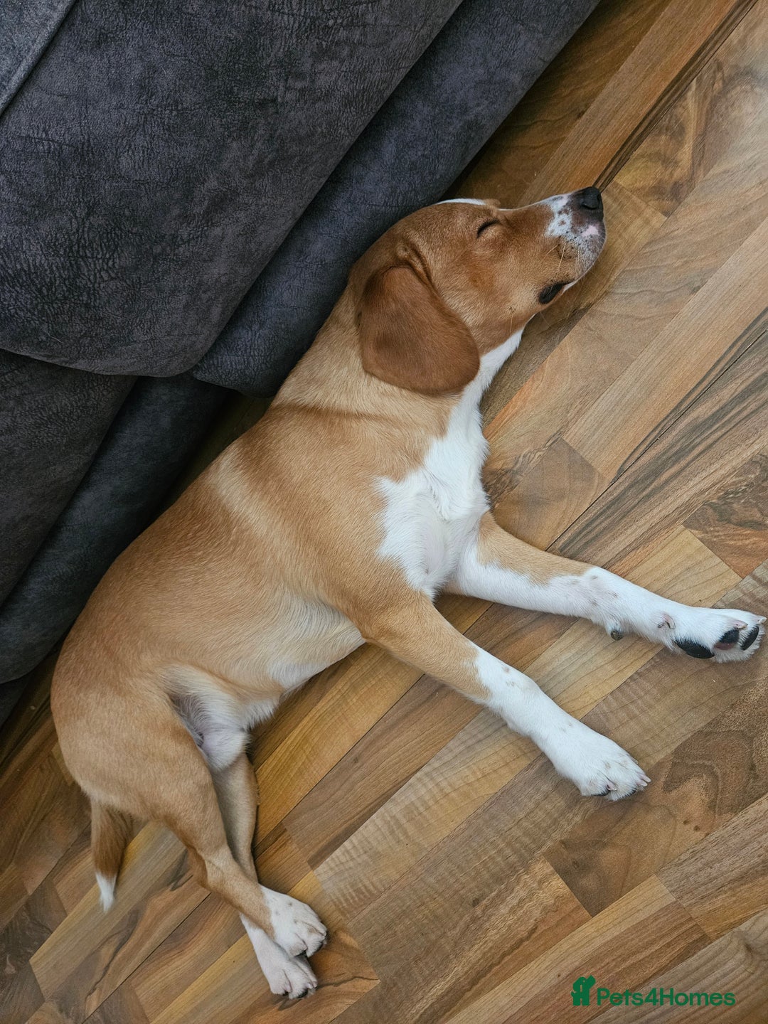 Cockerdor dogs for sale: Tank - 1yr old boy.  - Image 4