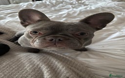 French Bulldog dogs for sale: Female French bulldog  - Image 3