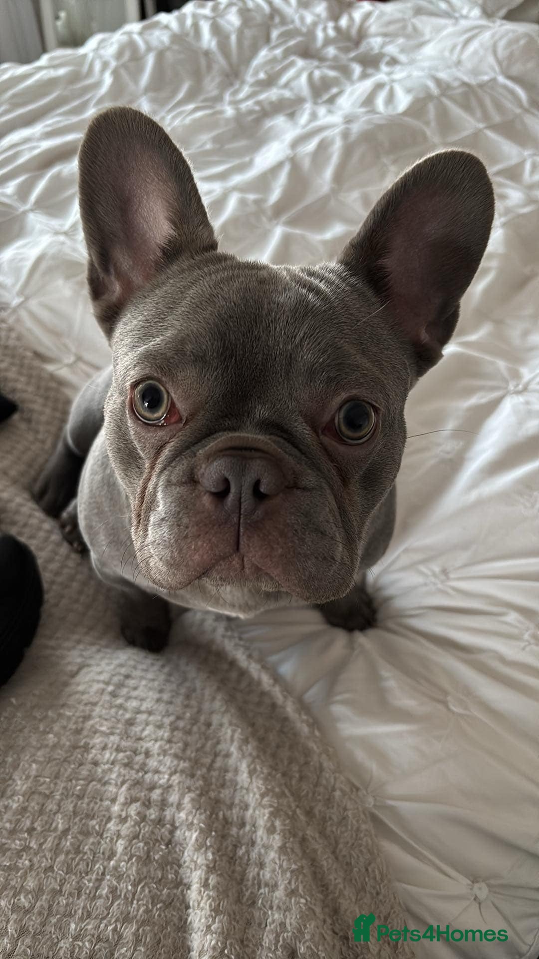 French Bulldog dogs for sale: Female French bulldog  - Image 3
