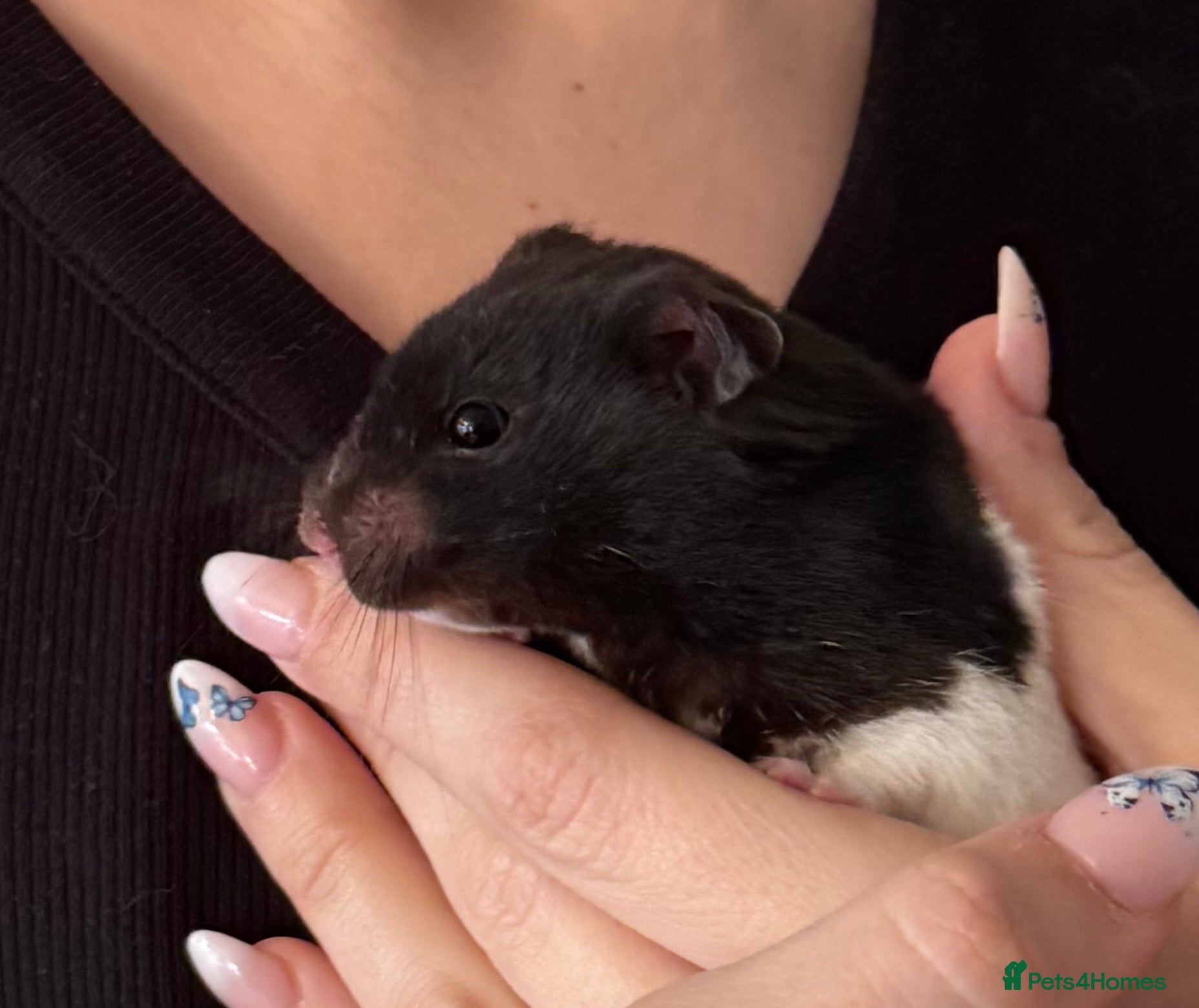 Hamster rodents Oreo the hamster  - Advert 1