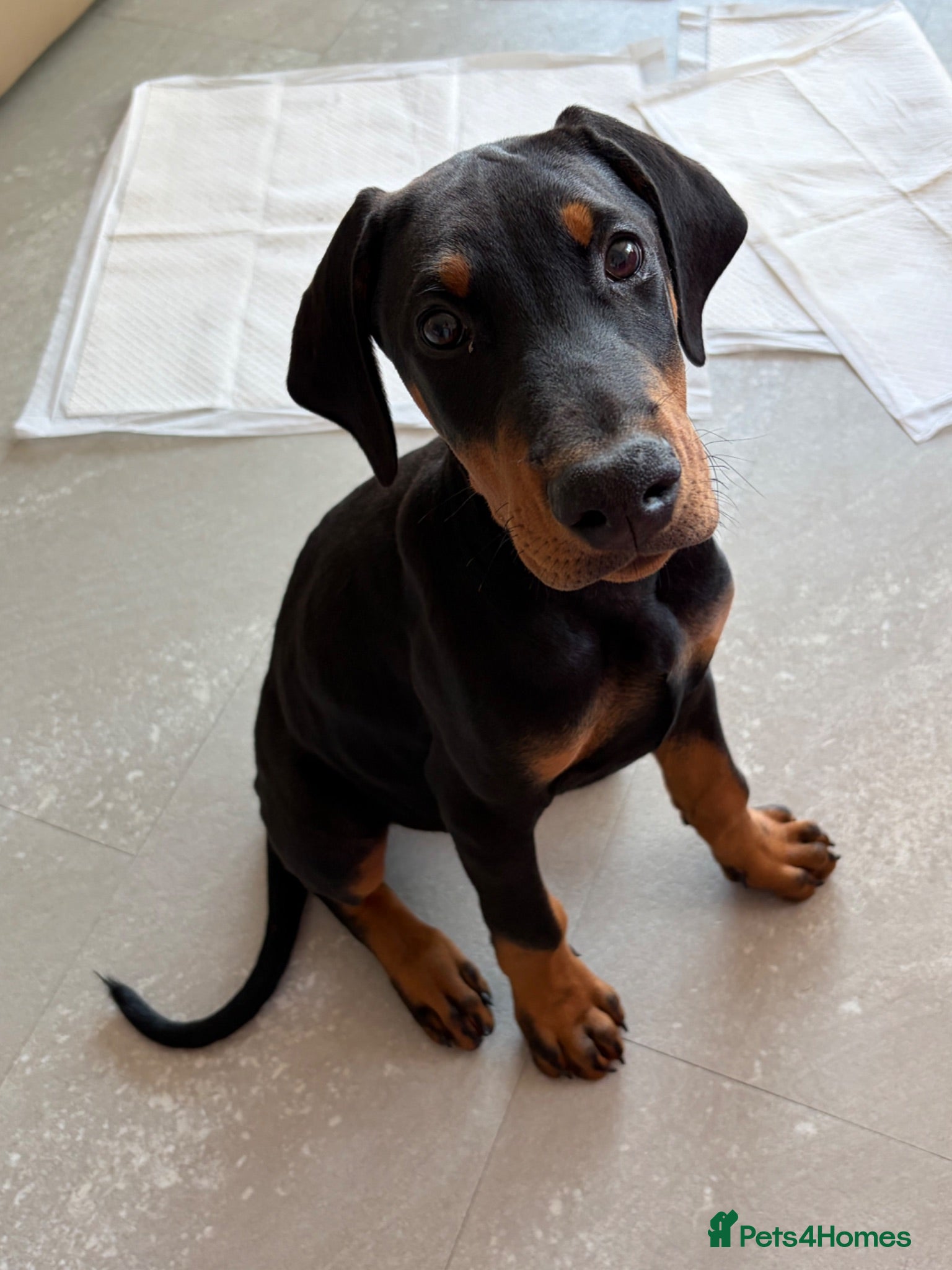 Dobermann dogs Dobermann male pup  - Advert 5