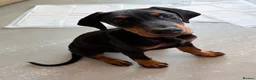 Dobermann dogs for sale: Dobermann male pup  in Southampton - Advert 1
