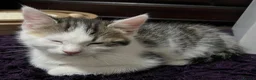 Mixed Breed cats for sale: 6 Lovely Kittens for sale  - Advert 16