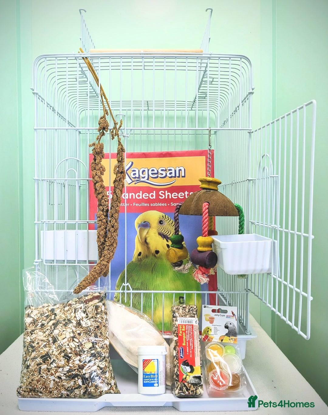 Ringnecks birds for sale: Cheeky Ringnecks, Alexandrine & Rock Pebblar!!! - Advert 11