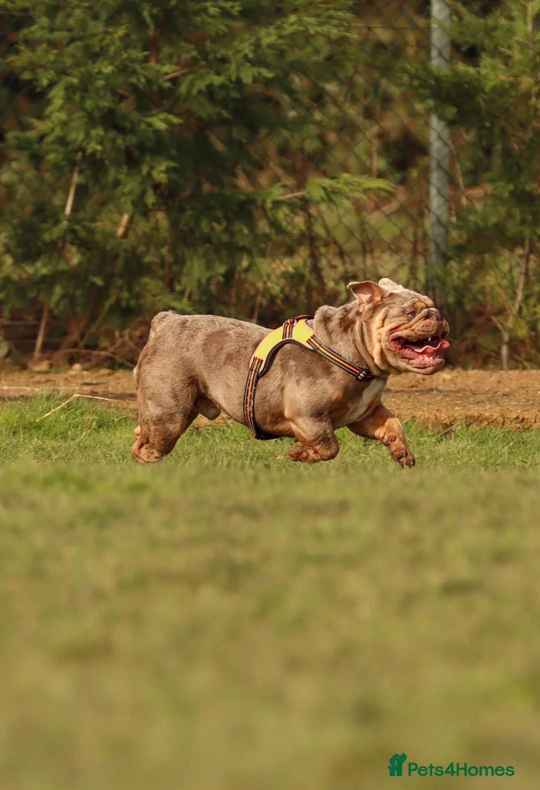 English Bulldog dogs for stud: Lilac tri Merle fluffy L1 carrier - Advert 4