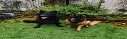 German Shepherd dogs for sale: Well socialised KC puppies, health tested parents - Advert 1