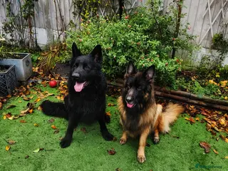 German Shepherd dogs Well socialised KC puppies, health tested parents - Advert 2