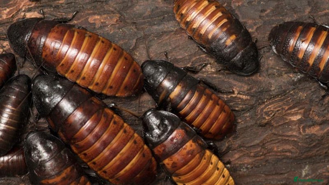 Cockroaches invertebrates for sale: 10 x Mixed Madagascar Hissing Cockroach  - Image 2