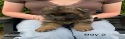 German Shepherd dogs for sale: STUNNING LONG HAIRED KC GERMAN SHEPHERD PUPPIES in Coalville - Advert 8