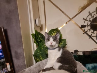 Mixed Breed cats Stunning kittens looking 4 new home - Advert 17