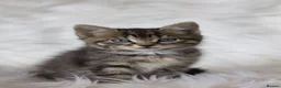 Mixed Breed cats for sale: Happy Healthy Tabby Kittens  - Advert 8