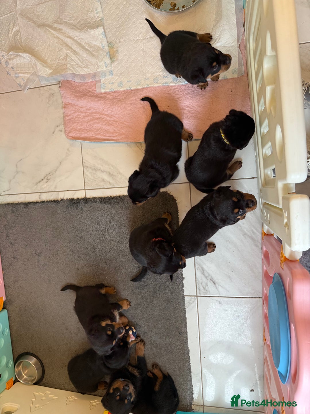 Rottweiler dogs for sale: Chunky Rottweiler puppies - Advert 11