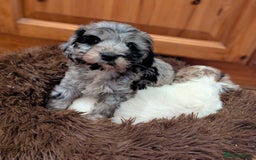 Cockapoo dogs for sale: Beautiful F1b cockapoo puppies - Advert 16