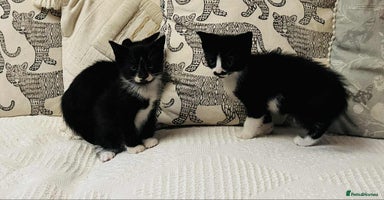 Mixed Breed cats - Advert 11
