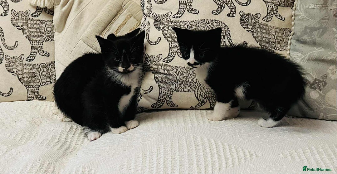 Mixed Breed cats for sale: Kittens  - Image 2