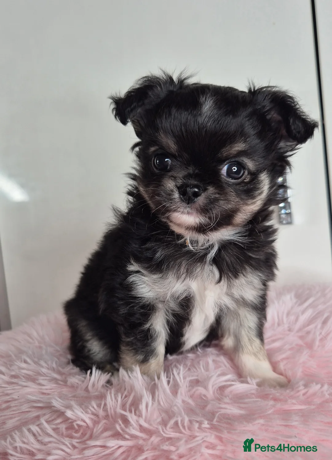 Chihuahua dogs for sale: KC registered tiny Chihuahua puppies  - Advert 12