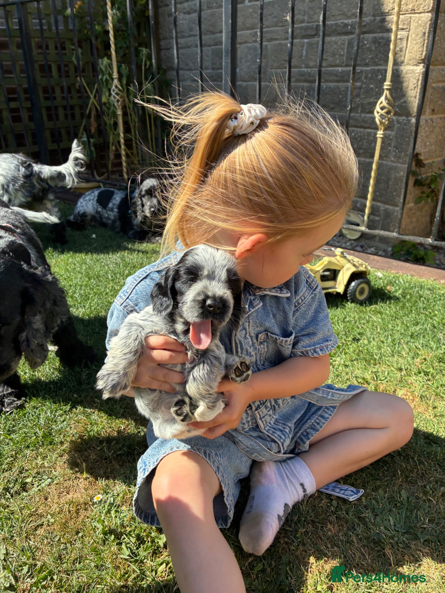 Cocker Spaniel dogs 6 Beautiful Cocker Spaniel Puppies for Sale - Advert 2