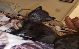 British Shorthair cats for sale: 4 Beautiful Black Kittens  - Image 16