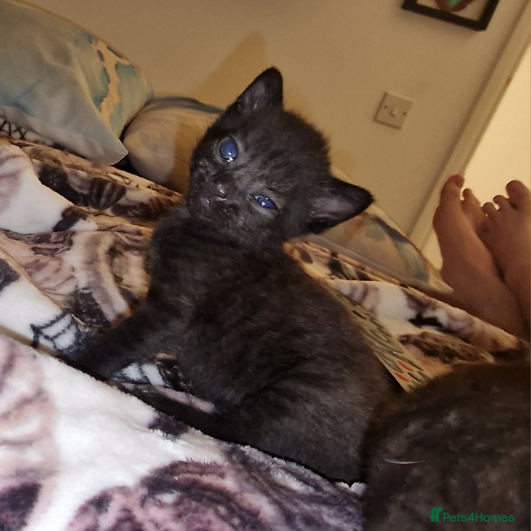 British Shorthair cats for sale: 4 Beautiful Black Kittens  - Image 16