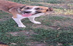 Mixed Breed dogs for adoption: BENNY - a faithful dog for a Loving Home - Image 21