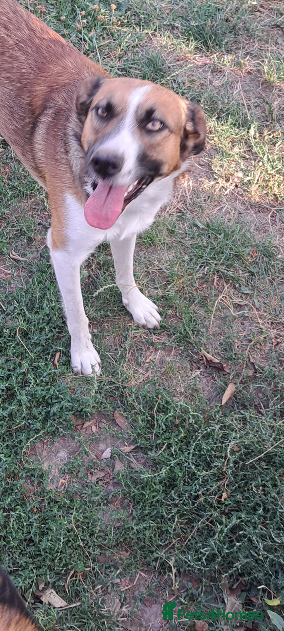 Mixed Breed dogs for adoption: BENNY - a faithful dog for a Loving Home - Image 21