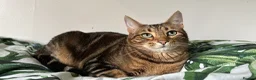Bengal cats for stud: Stunning Female needs home  in Southampton - Advert 1