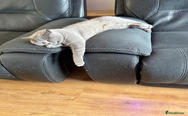 British Shorthair cats - Advert 2