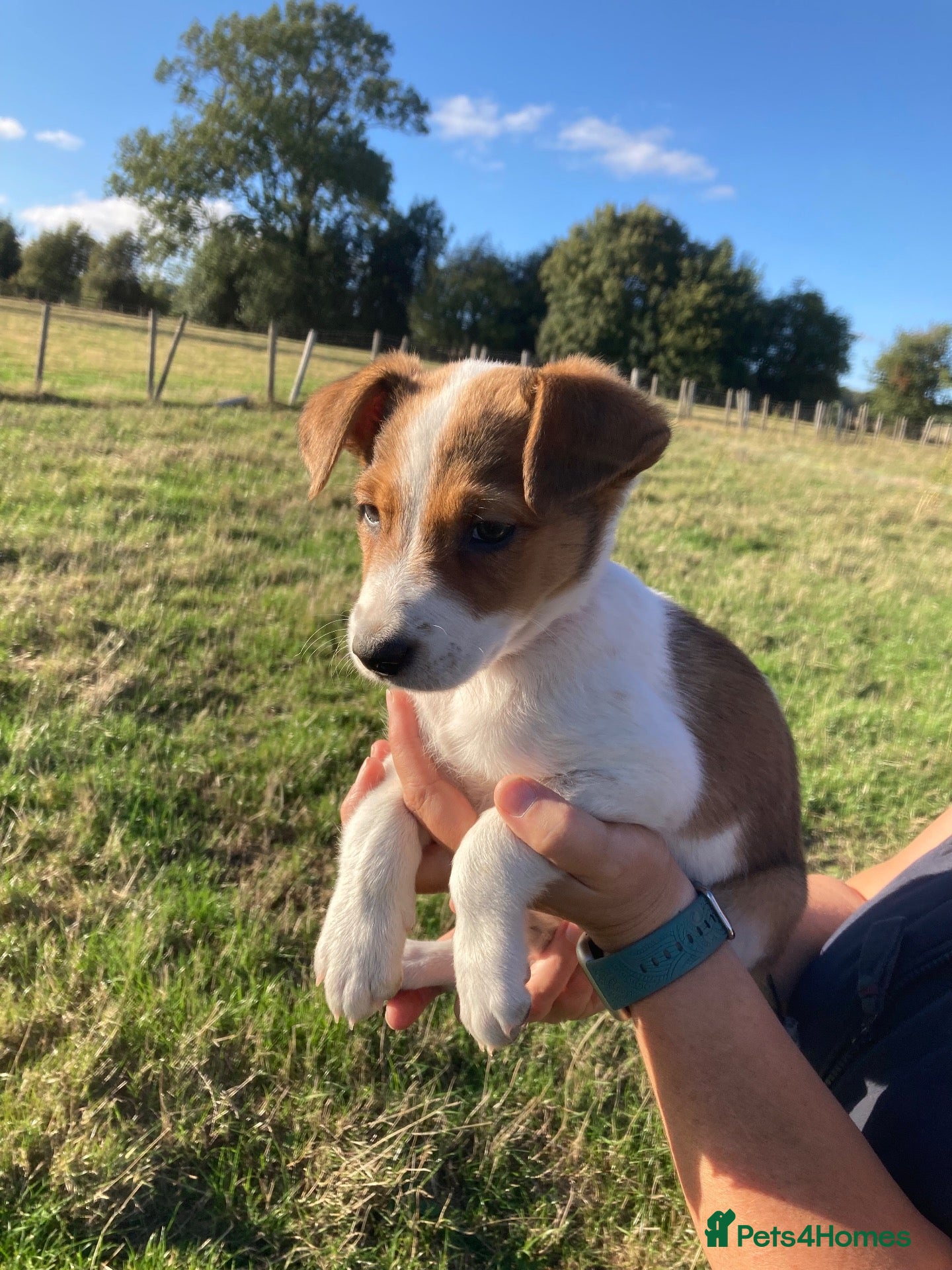 Welsh Collie dogs Welsh sheepdog puppies for sale  - Advert 10