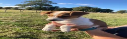 Welsh Collie dogs for sale: Welsh sheepdog puppies for sale  - Advert 1