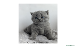 British Shorthair cats for sale: British Shorthair Kittens Lilac, Lilac Cream GCCF  - Image 8