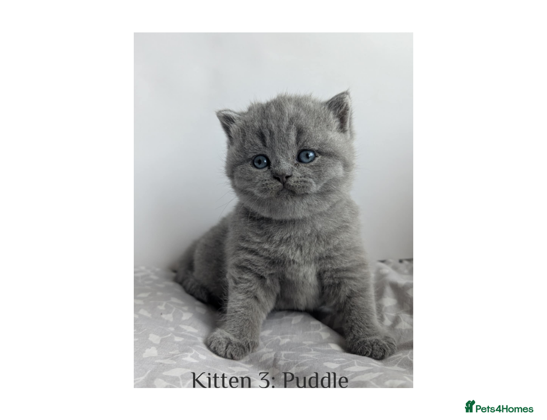 British Shorthair cats for sale: British Shorthair Kittens Lilac, Lilac Cream GCCF  - Image 8