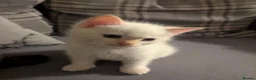 Ragamese cats for sale: Beautiful ragamese boy blue  - Advert 6