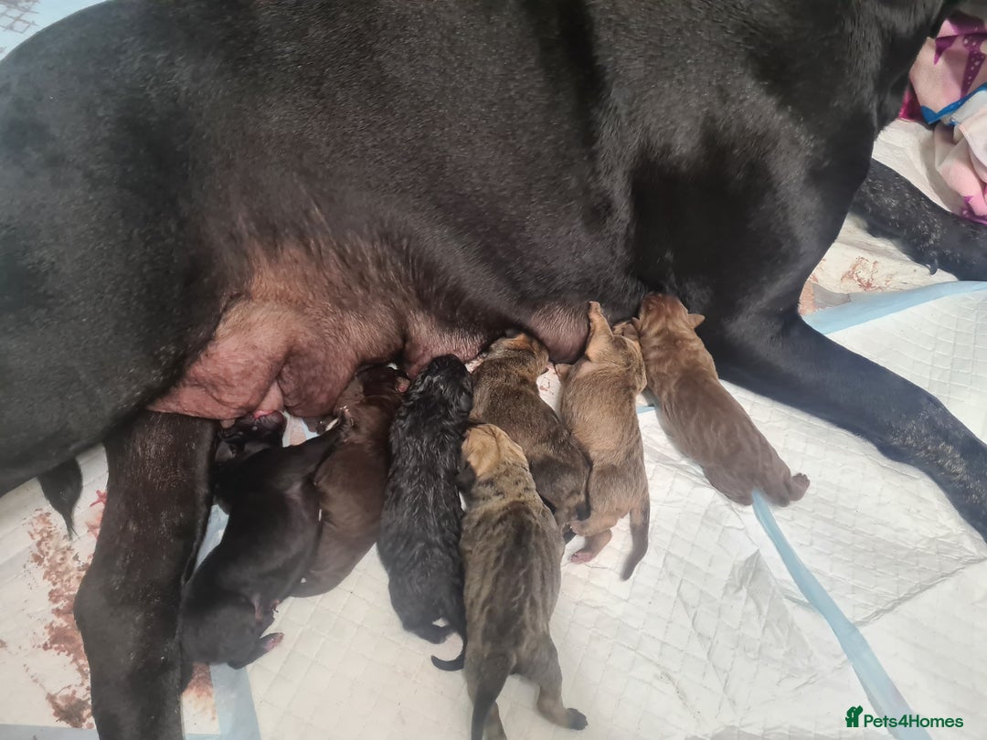 Cane Corso dogs for sale: Cane corso pups - Image 3