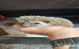 Pygmy Hedgehog rodents for sale: Female African Pygmy hedgehog  - Image 4
