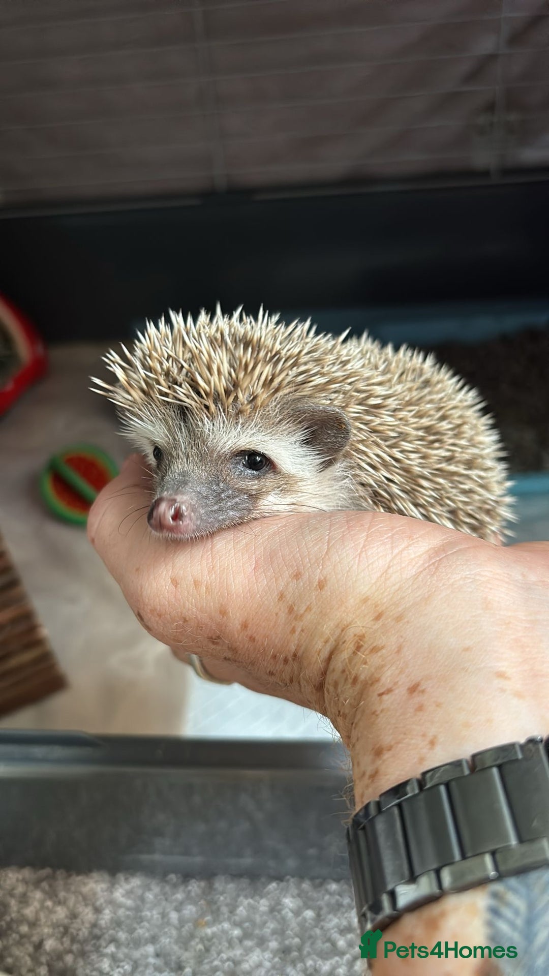Pygmy Hedgehog rodents for sale: Female African Pygmy hedgehog  - Image 4