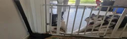 Mixed Breed dogs for sale: Alaskan malamute cross akita puppies - Advert 14