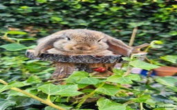 French Lop rabbits for sale: French Lop Bunnies 🐰  - Image 5