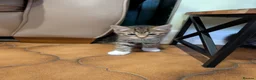Maine Coon cats for sale: Ragdoll and Mane Clone mix parent  in Perth - Advert 17