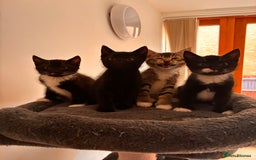 Mixed Breed cats for sale: Beautiful and super playful kittens  - Image 19