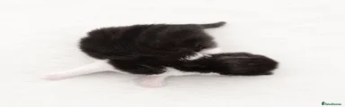 British Shorthair 2
