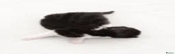 Domestic Shorthair cats for sale: Gorgeous Fluffy Black & White Kittens - Advert 5
