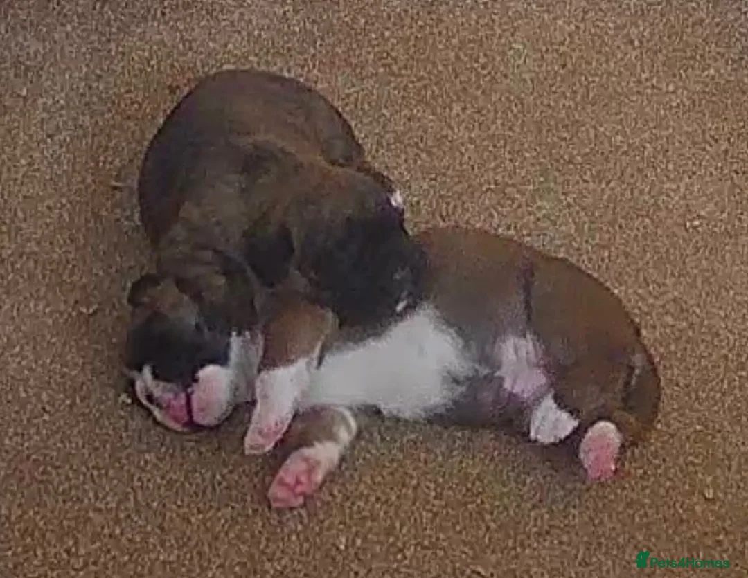 Boxer dogs for sale: Gorgeous Boxer Babies  - Advert 2