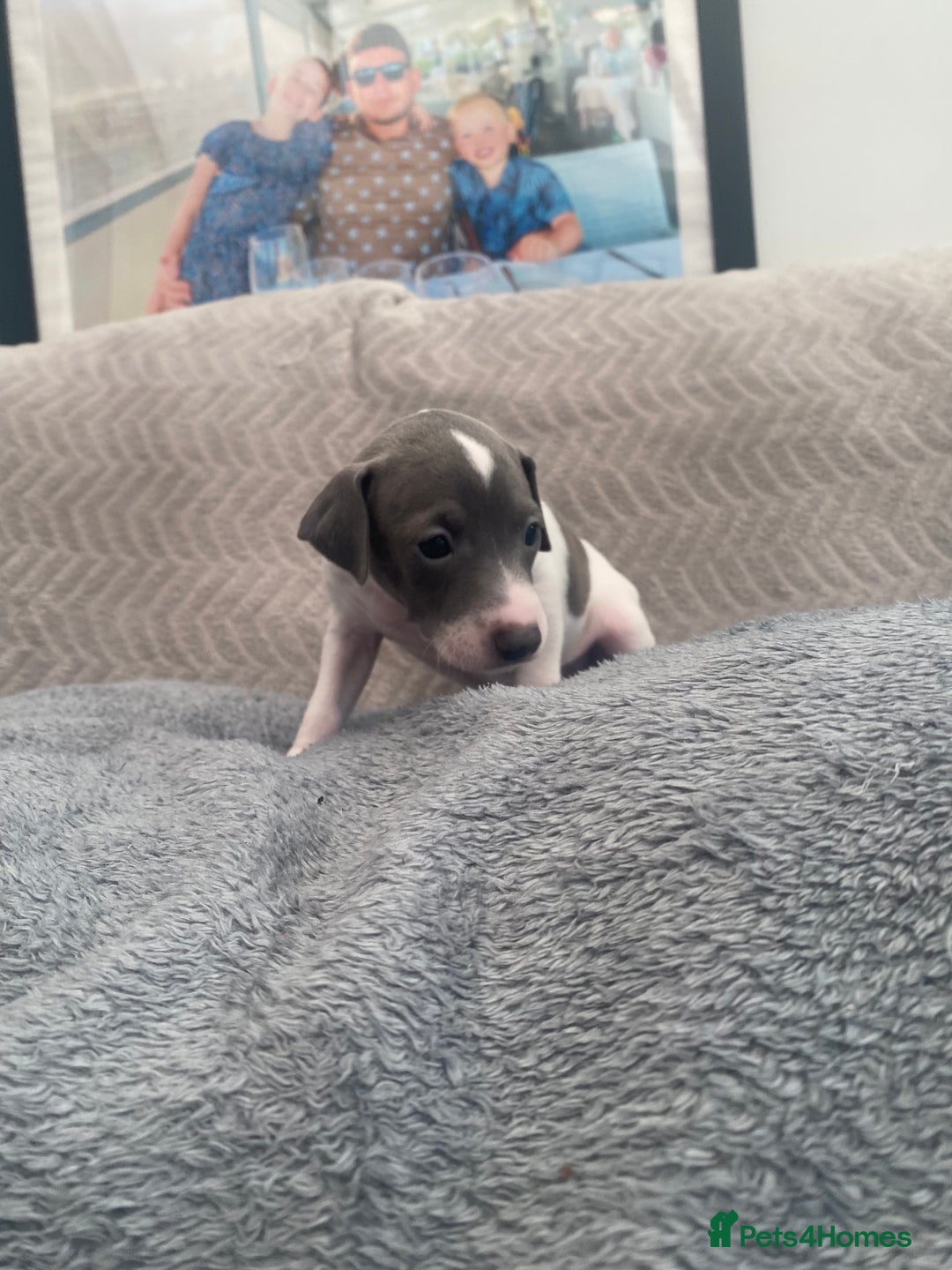 Italian Greyhound dogs for sale: ItalianGreyhound Puppies Ready4Their Forever Homes - Image 9