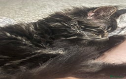 Maine Coon cats for sale: Last super loving boy left tica reg + vaccinated - Image 21