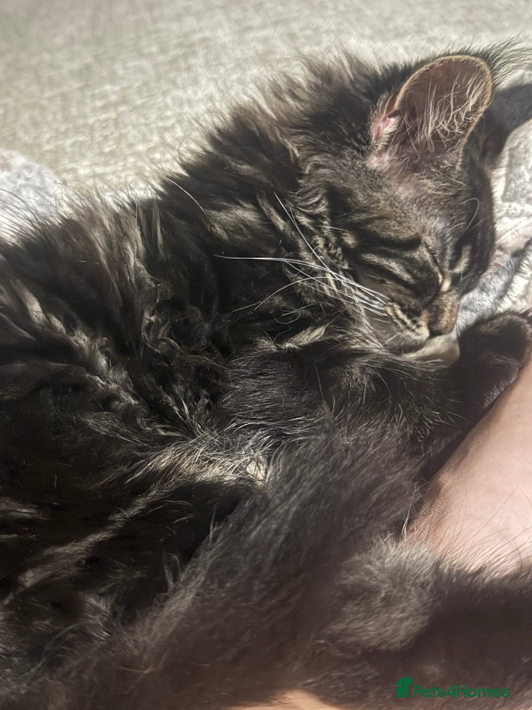 Maine Coon cats for sale: Last super loving boy left tica reg + vaccinated - Image 21