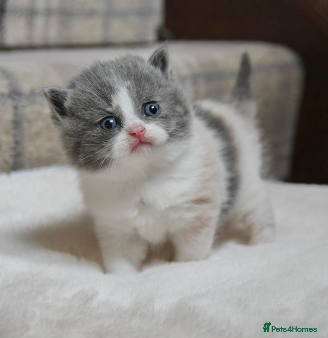 British Shorthair cats for sale: Beautiful Blue tortie & white British shorthair - Image 8
