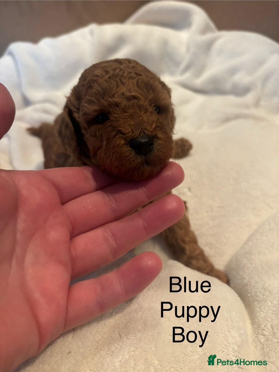 Miniature Poodle dogs for sale: KC Registered red miniature poodles  - Advert 33