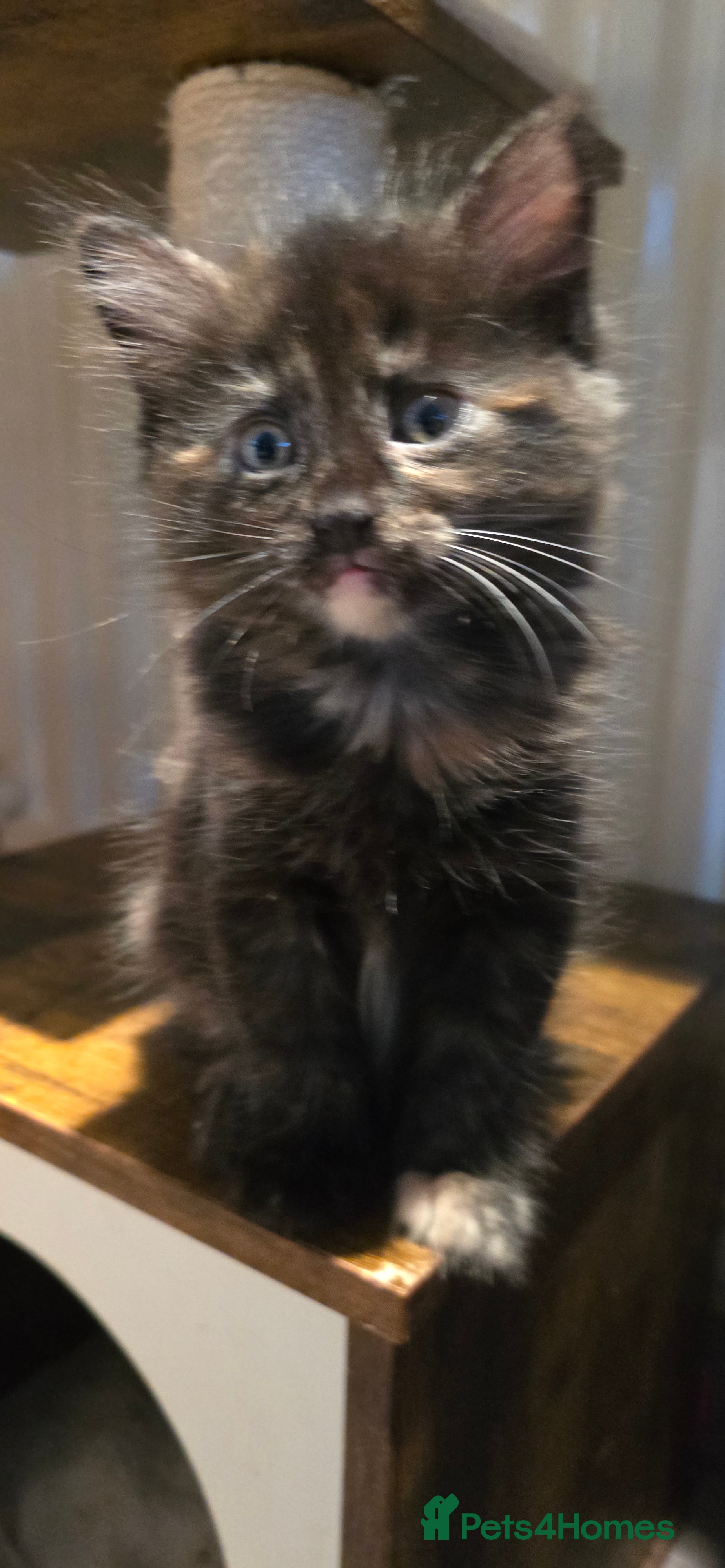 Maine Coon cats Amazing Mainecoon - Advert 1