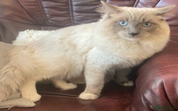 Ragdoll cats for stud: Ragdoll Male GCCF and TICA for stud duties in London - Image 1