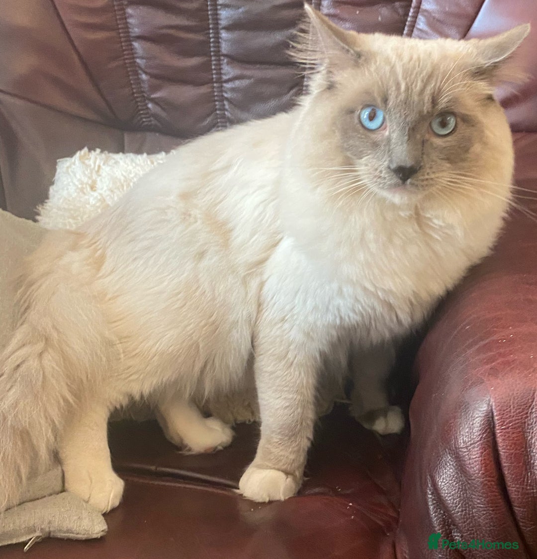 Ragdoll cats for stud: Ragdoll Male GCCF and TICA for stud duties in London - Image 1